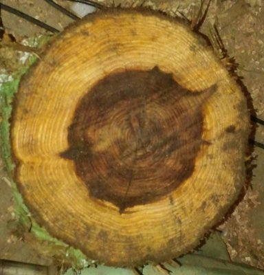 hout1.jpg