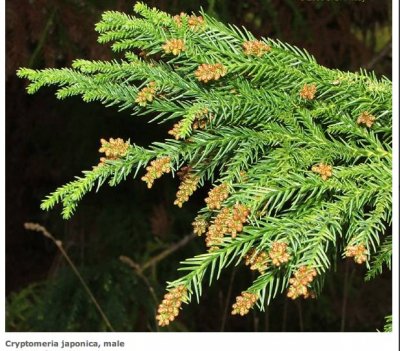 Cryptomeria Japonica.jpg