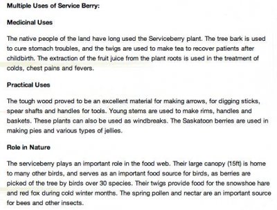 Service berry aka krentenboom.jpg