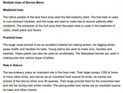 Service berry aka krentenboom.jpg