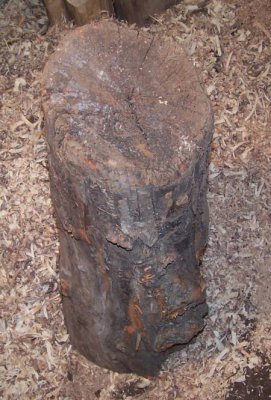 Osage orange ruw.jpg Osage orange ruw.jpg