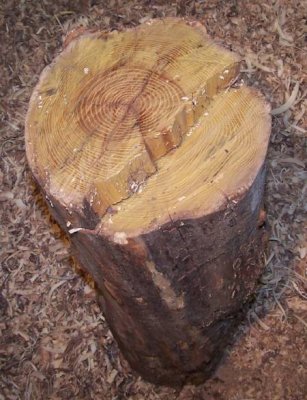 Osage Orange zaagkant.jpg Osage Orange zaagkant.jpg