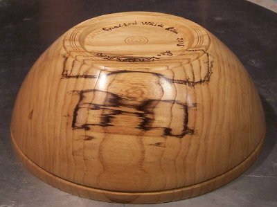 American Elm bottom .jpg American Elm bottom .jpg