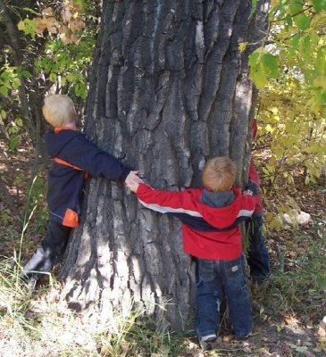 Large Poplar.jpg