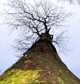 hemelboom.JPG hemelboom.JPG