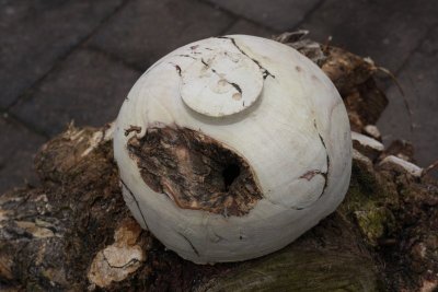 Valse christusdoorn schaal 1 (7).jpg Valse christusdoorn schaal 1 (7).jpg