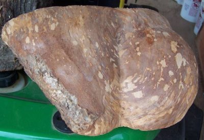 Yellow Birch onion burl.jpg