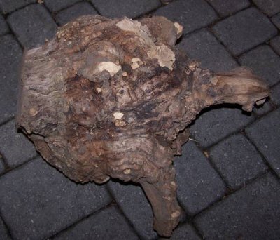 Root burl Kamperfoelie.jpg