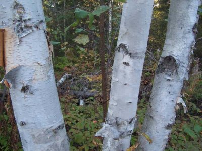 Birch bark.jpg