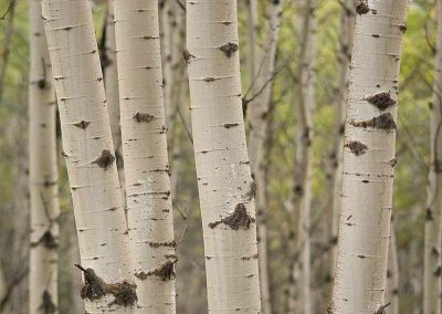 Aspen bark.jpg