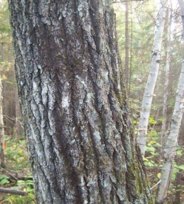 Older Trembling Aspen bark.jpg