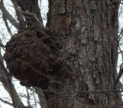 Sugar Maple burl.jpg