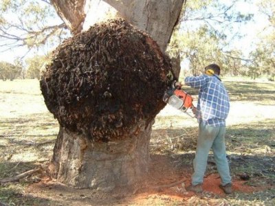 Red Gum Burl Being Cut.jpg