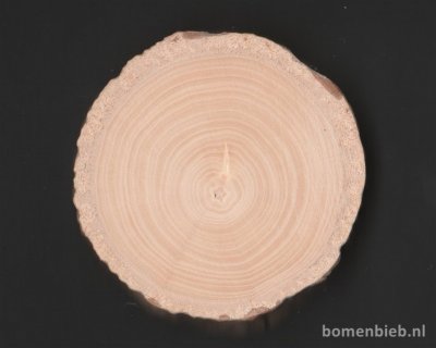 Populus-canadensis-gewone-populier-schijf-hout-tak.jpg