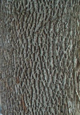 White Ash bark.jpg