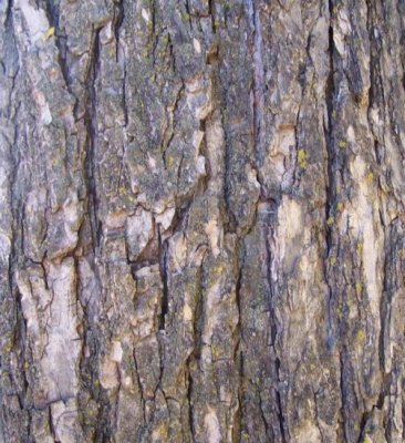 Elm bark close-up.jpg