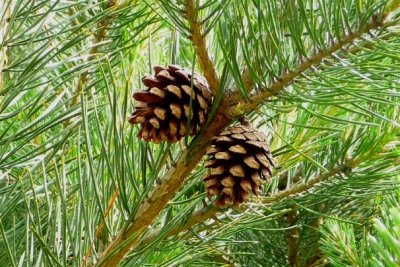 pinus-sylvestris-open-cone.jpg