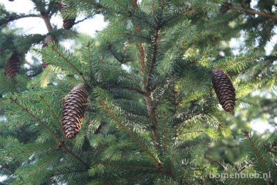 Fijnspar-Picea-abies-kerstboom-spar-kegel-vrucht.jpg