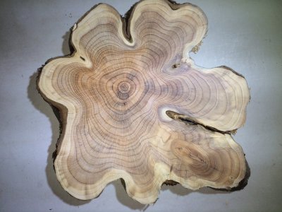 Hout 6.jpg