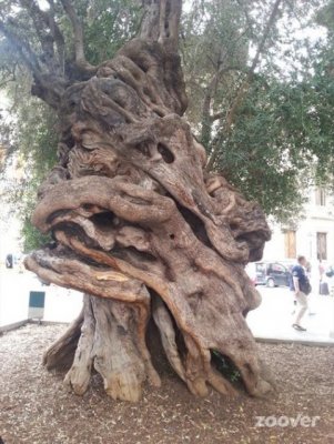 Olijvenboom-van-ruim-600-jaar-oud-in-Palma-.jpg
