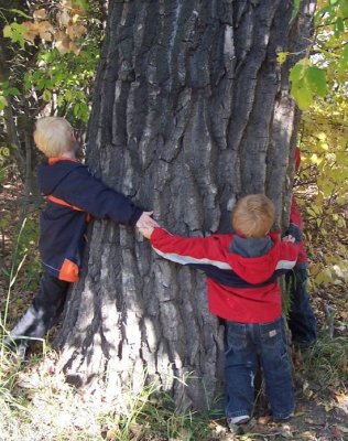 Canadian Poplar.jpg