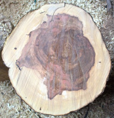 01_appelstam.jpg 01_appelstam.jpg