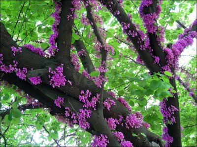 bloemen-cercis-siliquastrum-judasboom.jpg