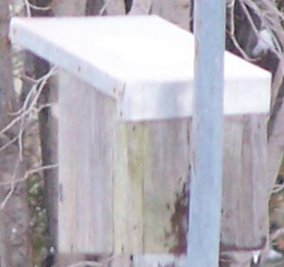 Cederhout vogel huisje.jpg