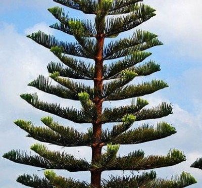 Cook Pine tree.jpg
