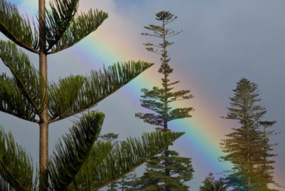 Norfolk Island Pine.jpg