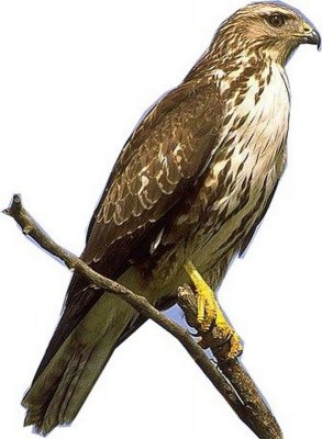 15 buizerd.jpg