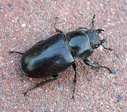 260px-Lucanus-cervus-femininum-top.jpg