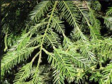 Sequoia sempervirens.jpg