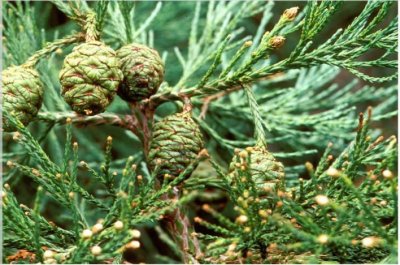 Immature cones on Sequoiadendron branch.jpg