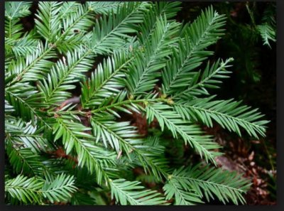 Sequoia leaves.jpg