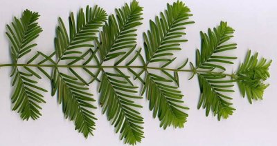Metasequoia leaves.jpg Metasequoia leaves.jpg