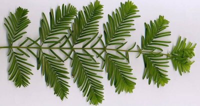 Metasequoia leaves.jpg