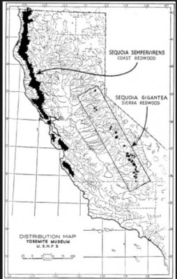 Distribution of the Sequoia.jpg