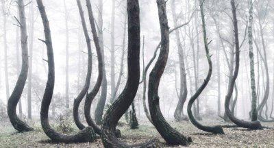 kilian-schoenberger-bomen-1-1110x600.jpg