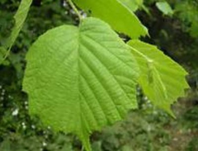 Corylus avellana.jpg