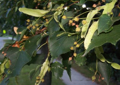 Linden tree.jpg