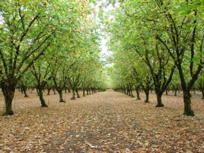 Hazel orchard.jpg