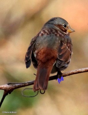 red-fox-sparrow-img_5745c2a9-maria-de-bruyn-res.jpg