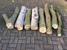 robinia-1.jpg robinia-1.jpg