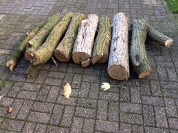 robinia-2.jpg robinia-2.jpg