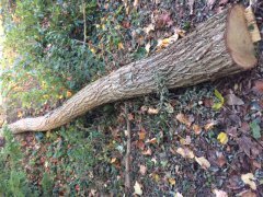 robinia-3.jpg robinia-3.jpg