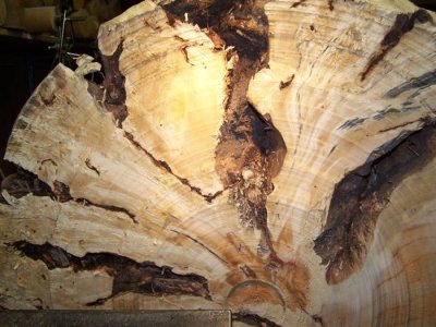 root burl wood.jpg