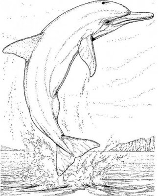 Dolfijn tekening jpech.jpg