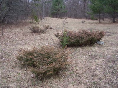 Juniper canadensis.jpg Juniper canadensis.jpg