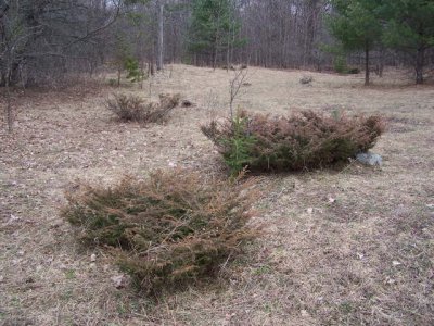 Juniper canadensis.jpg